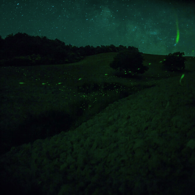 Green night landscape under starry sky, viewed through optics, night vision goggles police capability training